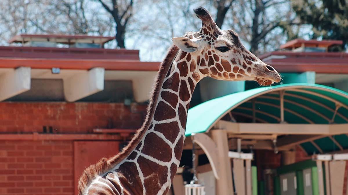 The Denver Zoo During COVID19